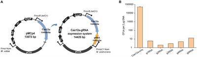 CRISPR/Cas12a toolbox for genome editing in Methanosarcina acetivorans